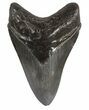 Grey, Serrated Megalodon Tooth - Georgia #54853-1